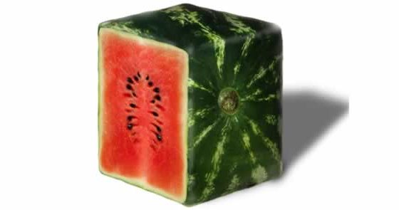 Square Watermelon